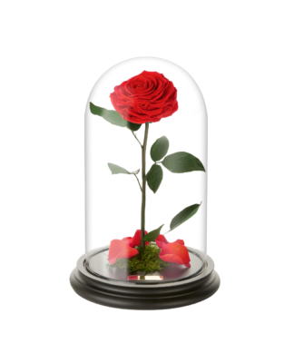 Rose im Glas in lady red - Laroosa Magic